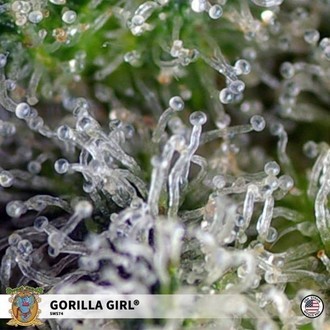 Gorilla Girl (Sweet Seeds) Feminizada