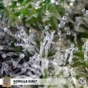 Gorilla Girl (Sweet Seeds) Feminizada