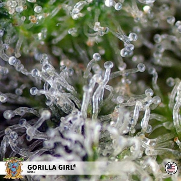 Gorilla Girl (Sweet Seeds) Feminizada