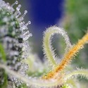 Honey Peach Auto CBD (Sweet Seeds) Feminizada