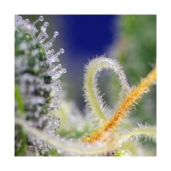 Honey Peach Auto CBD (Sweet Seeds) Feminizada