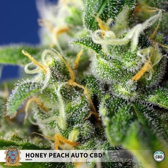 Honey Peach Auto CBD (Sweet Seeds) Feminizada