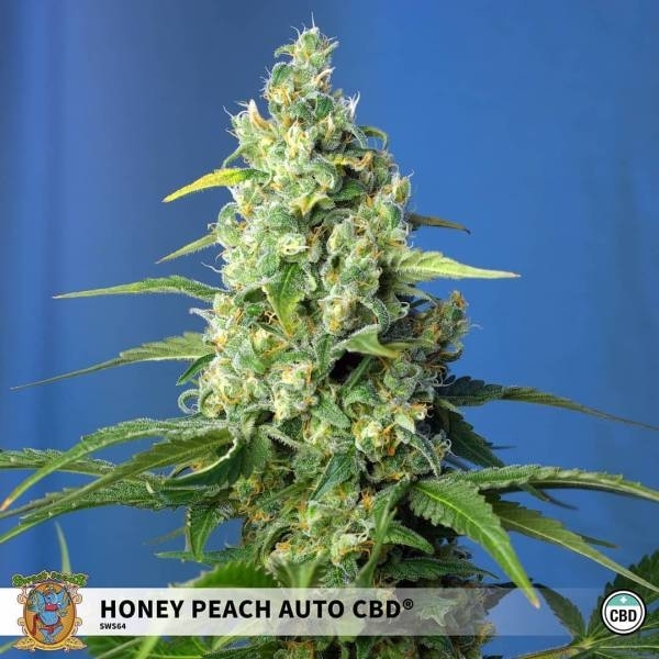 Honey Peach Auto CBD (Sweet Seeds) Feminizada