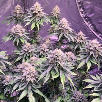 Super Silver Haze (Amsterdam Genetics) Feminizada