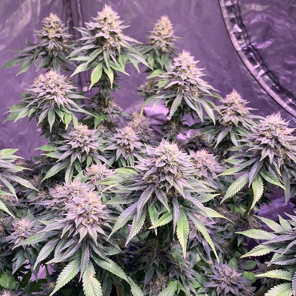 Super Silver Haze (Amsterdam Genetics) Feminizada