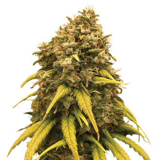 Super Silver Haze (Amsterdam Genetics) Feminizada