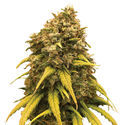 Super Silver Haze (Amsterdam Genetics) Feminizada