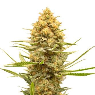 Lemon Ice (Amsterdam Genetics) Feminizado