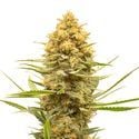 Lemon Ice (Amsterdam Genetics) Feminizado