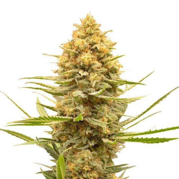 Lemon Ice (Amsterdam Genetics) Feminizado