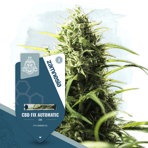CBD Fix Autoflower (Zamnesia Seeds) Feminizada