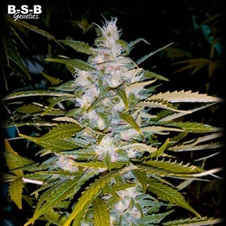 Auto Critical+ (BSB Genetics) Feminizada