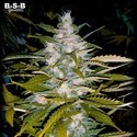 Auto Critical+ (BSB Genetics) Feminizada