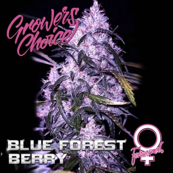 Blue Forest Berry (Growers Choice) feminizada