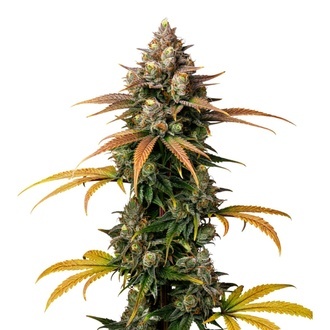 Brain Damage (Growers Choice) feminizada