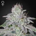 Franco's Lemon Cheese (Greenhouse Seeds) Feminizada
