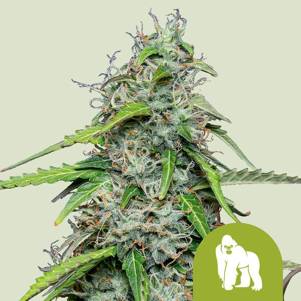 Royal Gorilla Autoflorescente (Royal Queen Seeds) feminizada