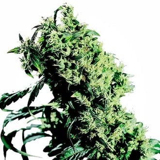 Northern Lights 5 x Haze (Sensi Seeds) feminizado