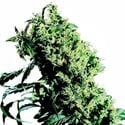 Northern Lights 5 x Haze (Sensi Seeds) feminizado