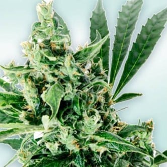 Atlant CBD (VIP Seeds) feminizada