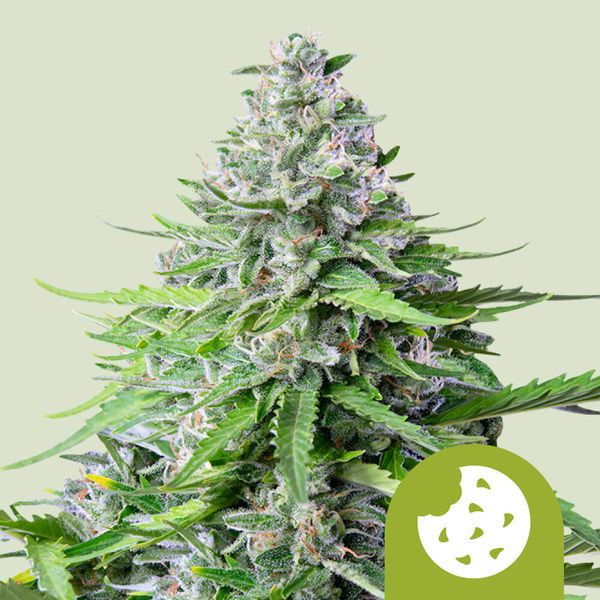 Royal Cookies Autoflorescente (Royal Queen Seeds) Feminizada