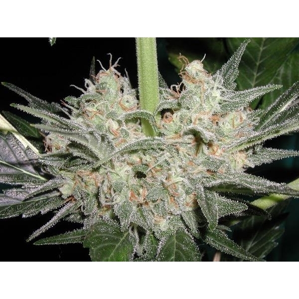 Black Widow (Mr. Nice) regular