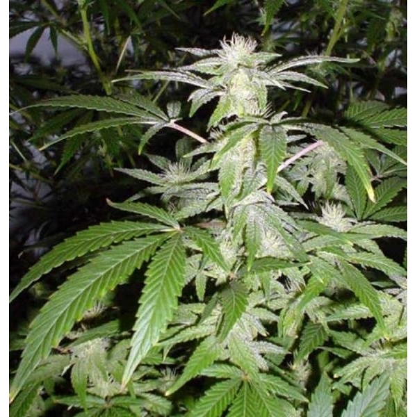 Black Widow (Mr. Nice) regular