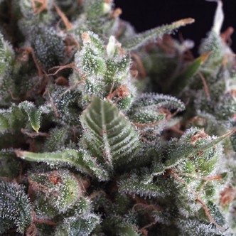 Olympia (Pyramid Seeds) Feminizada