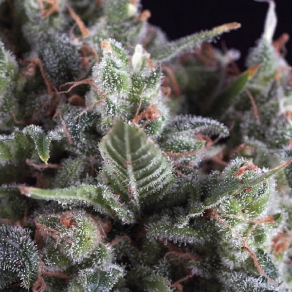 Olympia (Pyramid Seeds) Feminizada