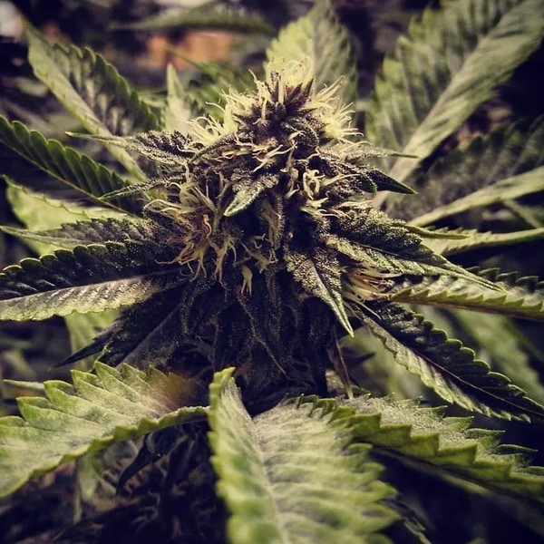 Cali Cherry Pie (BSB Genetics) feminizada