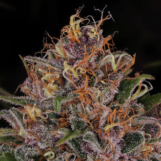 Kalini Asia (Zamnesia Seeds) Feminizada