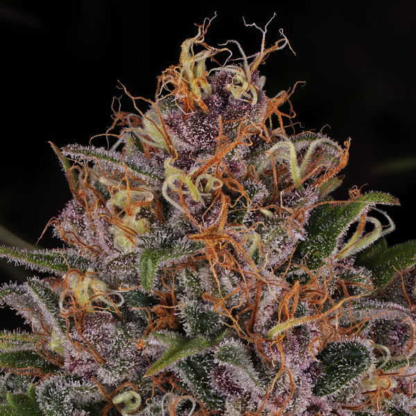 Kalini Asia (Zamnesia Seeds) Feminizada