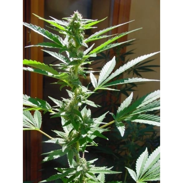 Early Queen (Mr. Nice) regular