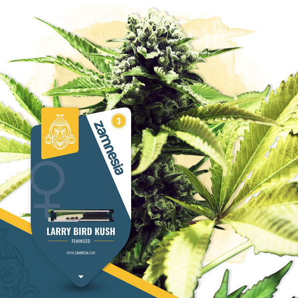 Larry Bird Kush (Zamnesia Seeds) feminizada