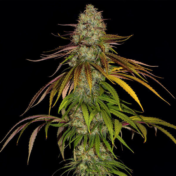 Larry Bird Kush (Zamnesia Seeds) feminizada