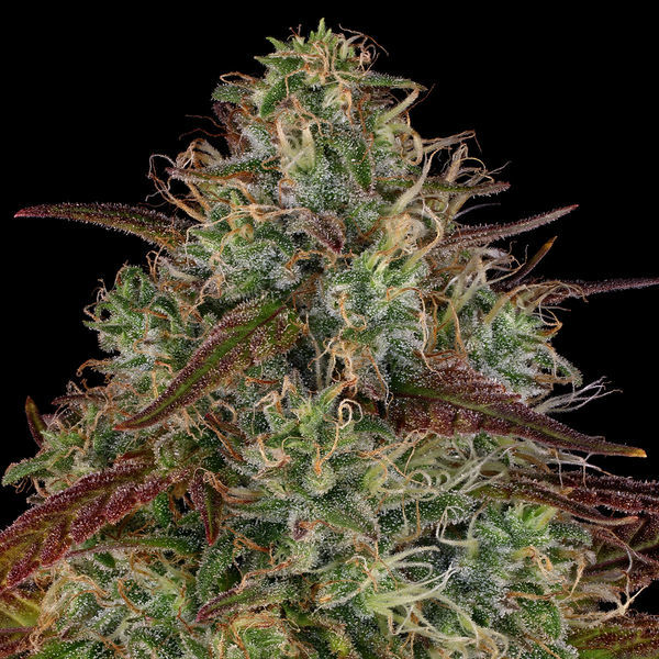 Larry Bird Kush (Zamnesia Seeds) feminizada