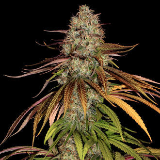 Larry Bird Kush (Zamnesia Seeds) feminizada