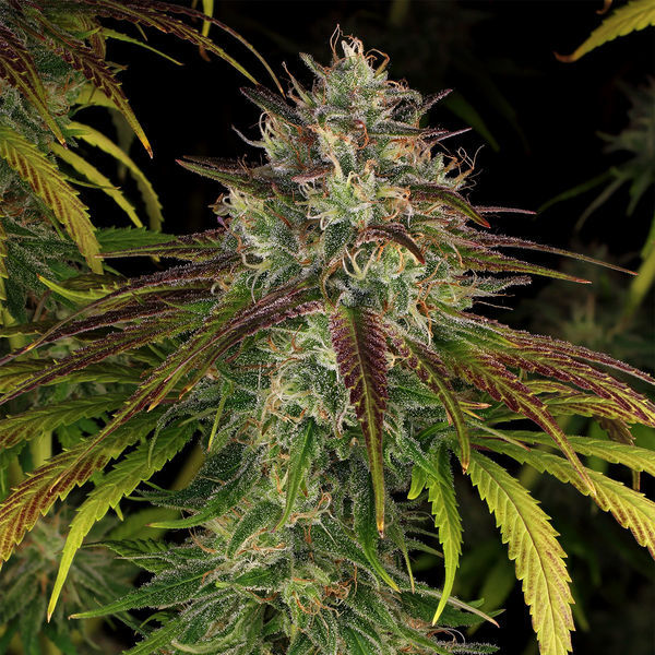 Larry Bird Kush (Zamnesia Seeds) feminizada