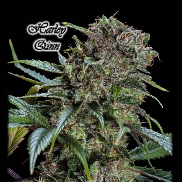 Harley Qinn (GeneSeeds) Feminizado