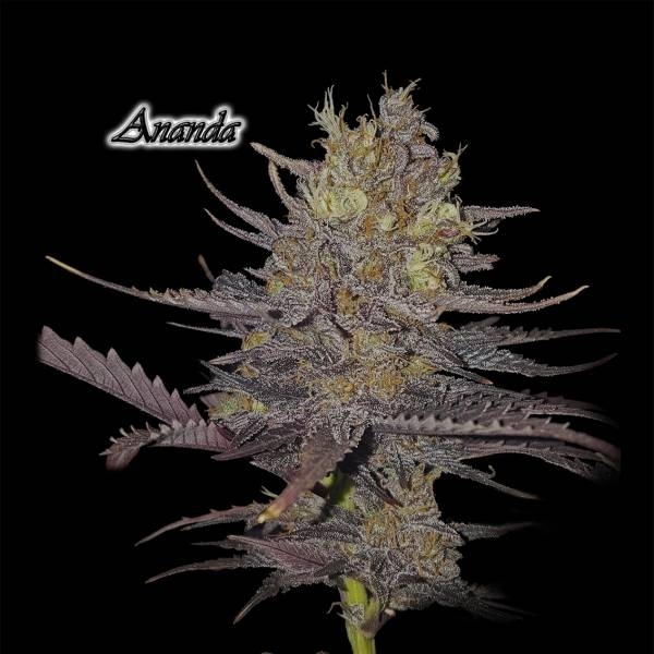 Ananda (GeneSeeds) Feminizada