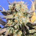 Grandaddy Black (Original Sensible) Feminizado