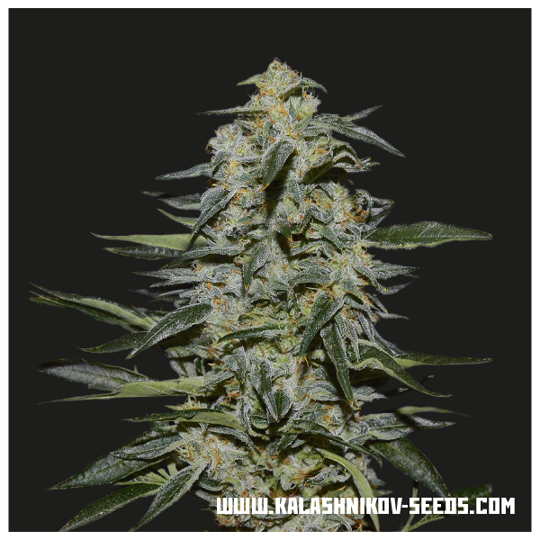 Katyusha (Kalashnikov Seeds) Feminizada