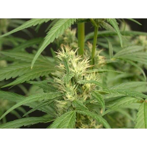 Mango Haze (Mr. Nice) regular