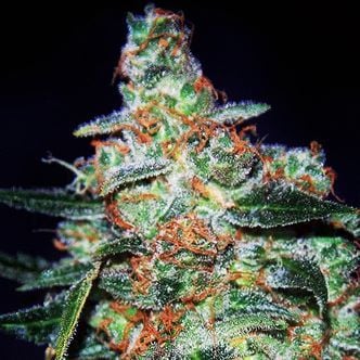 Cheese Auto (Expert Seeds) feminizada