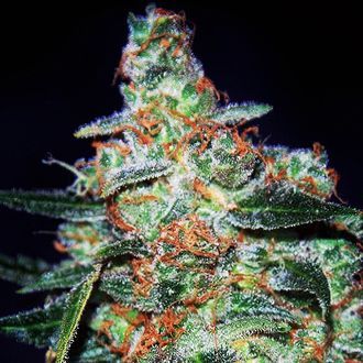 Cheese Auto (Expert Seeds) feminizada