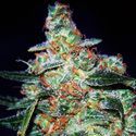 Cheese Auto (Expert Seeds) feminizada