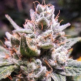 Expert Gorilla Auto (Expert Seeds) feminizada