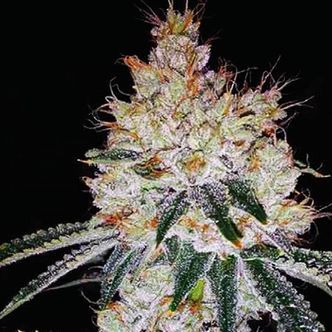 OGesus Auto (Expert Seeds) feminizada