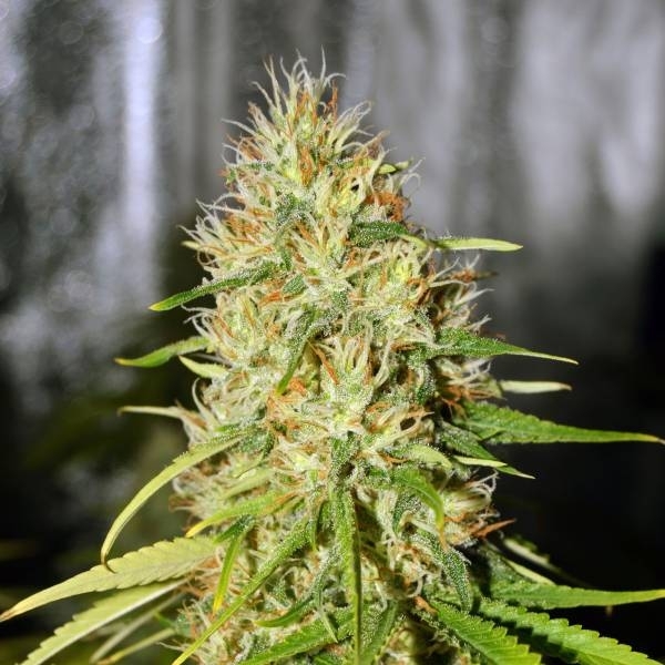 Double Black (G13 Labs) feminizada