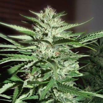 Pineapple Express (G13 Labs) feminizada